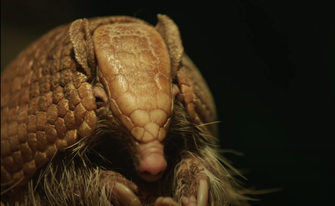 Taken Social | Meet the Pink Fairy Armadillo