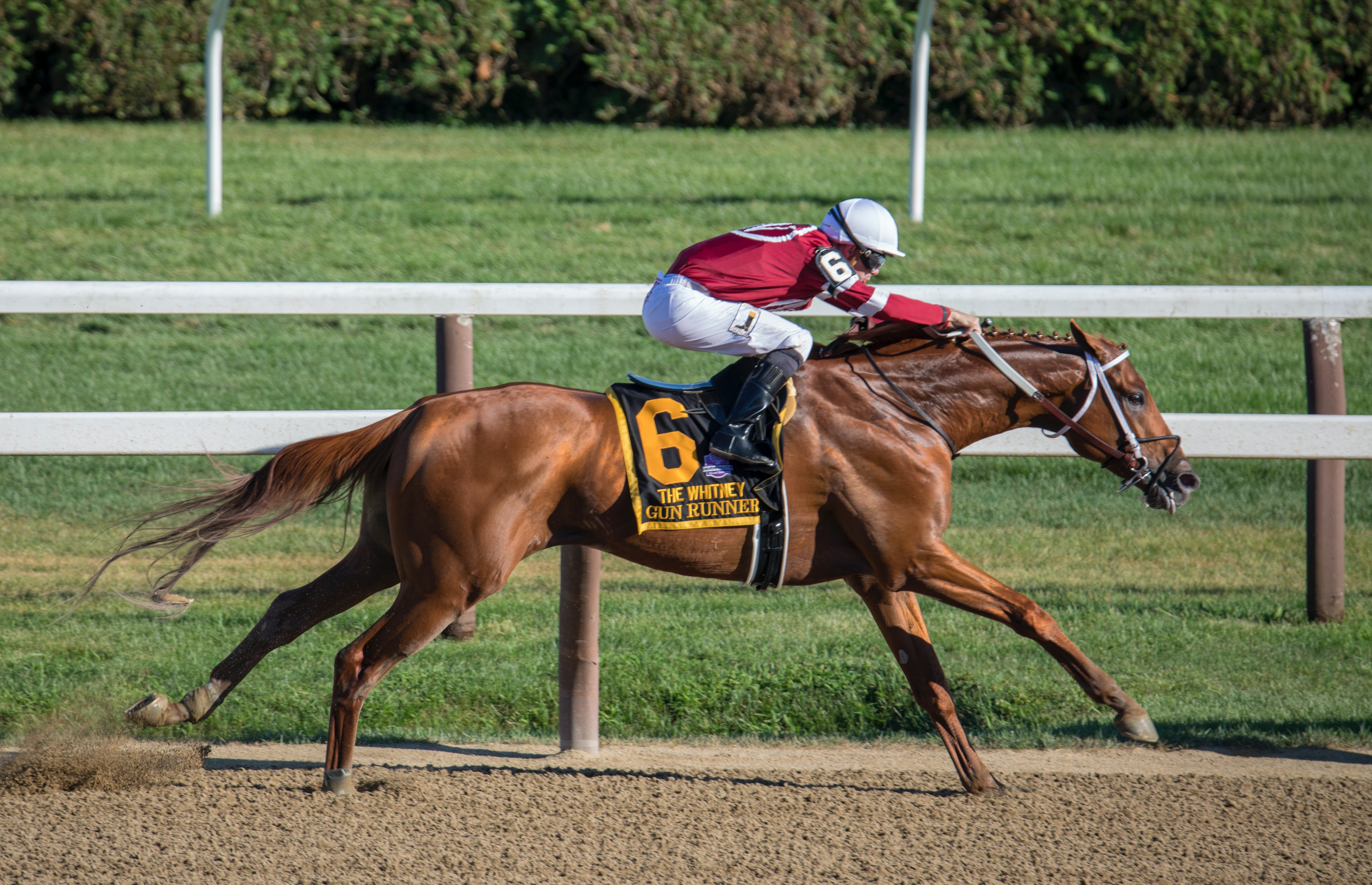 Seven Equine Deaths at Churchill Downs in Derby Week image